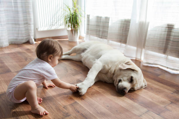 Baby touching dog's foot | Metro Flooring & Design